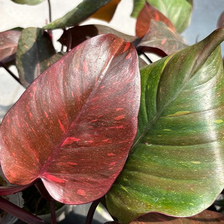 Philodendron 