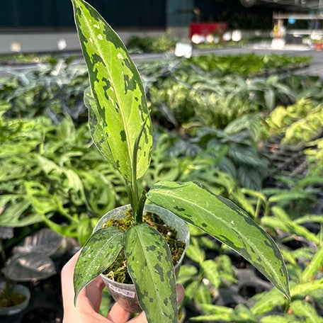 Aglaonema pictum tricolor 'Star Spot' variegated 2.5