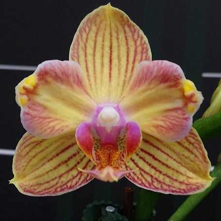173632782320-Phal.%20I-Hsin%20Berry%20Cutie%20(peloric)%20%E8%8A%B11.jpg