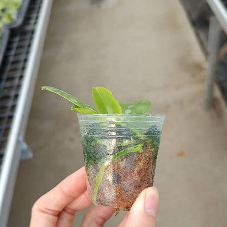 173926480020-Phal.%20bellina%20var.%20pink%20'Fire'%20%C3%97%20sib%20%E6%A4%8D%E6%A0%AA1.7''2.jpg
