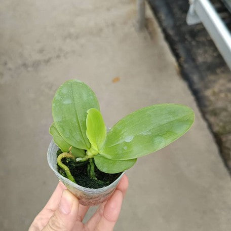 173926480024-Phal.%20bellina%20var.%20pink%20'Fire'%20%C3%97%20sib%20%E6%A4%8D%E6%A0%AA1.7''1.jpg