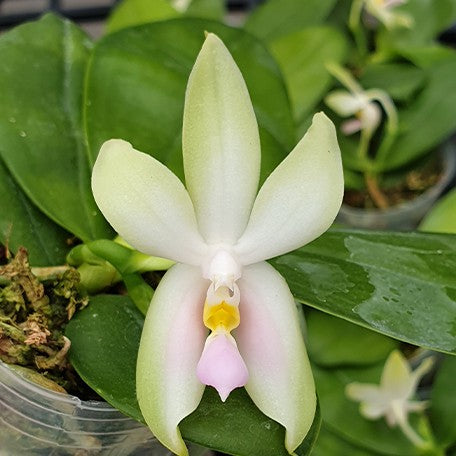 173926481694-Phal.%20bellina%20var.%20pink%20'Fire'%20%C3%97%20sib%20%E8%8A%B12.jpg