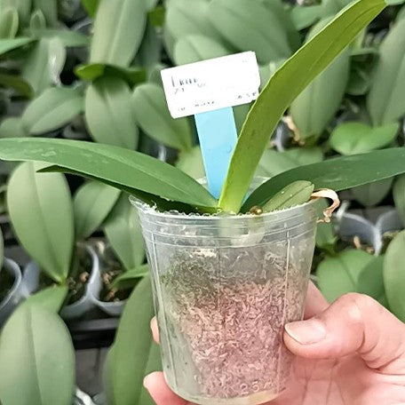 173975718156-Phal.%20Miki%20Golden%20Treasure%20'515'%20%E6%A4%8D%E6%A0%AA2.5''1.jpg