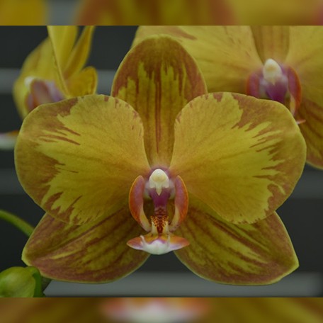 174191260262-Phal.%20Jiuhbao%20Queen%20Diamond%20%E8%8A%B11.jpg