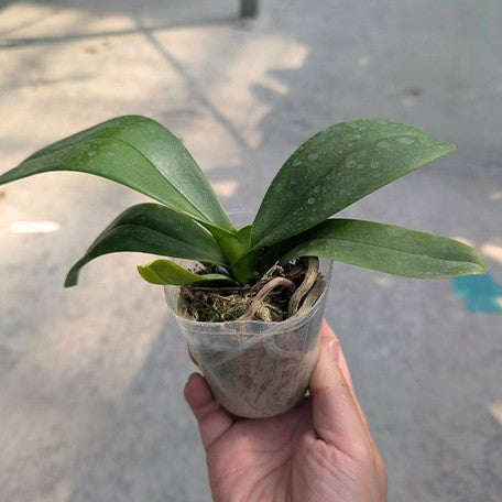 174194781252-Phal.%20Lioulin%20Wild%20Cat%20%E6%A4%8D%E6%A0%AA2.5''1.jpg