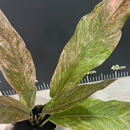 174226197564-Anthurium%20hybrid%20(variegata)%20%E8%8A%B14.jpg