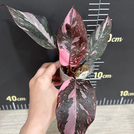 174478302143-Philodendron%20Pink%20Princess%20Galaxy%20%E6%A4%8D%E6%A0%AA.jpg