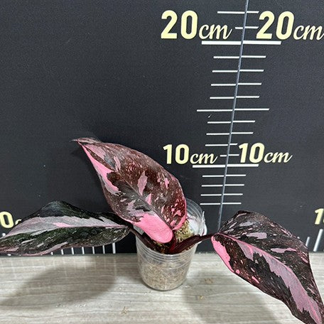 174478302158-Philodendron%20Pink%20Princess%20Galaxy%20%E6%A4%8D%E6%A0%AA1.jpg