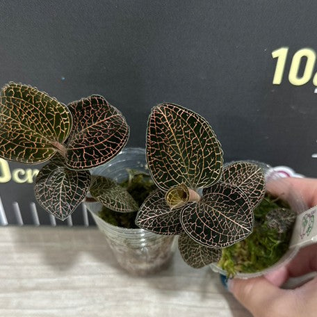 Anoectochilus roxburghii 1.7