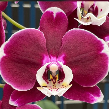 174617136428-Phal.%20Midnight%20Queen%20%E5%A4%9C%E5%90%8E%20%E8%8A%B1.jpg