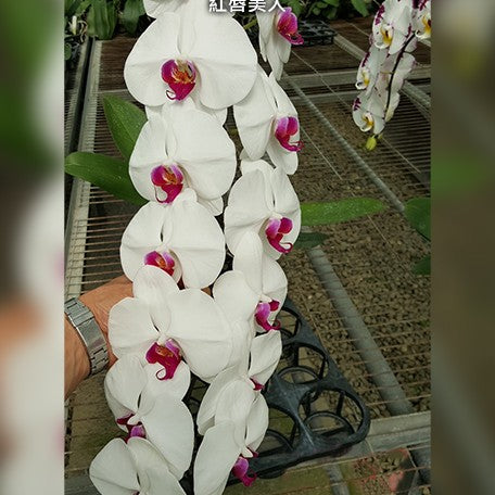 174848697862-Phal.%20(Fifi%20-%20South%20Chili%20%C3%97%20China%20Best%20Girl)%20%C3%97%20(Mount%20Beauty%20'Ham%20Ben's%20Girl'%20%C3%97%20Luchia%20Lip)%20%E8%8A%B11.jpg
