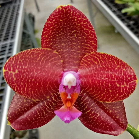 174911876614-Phal.%20LD%20Sun%20Dragon%20%E8%8A%B11.jpg
