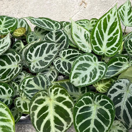 174960951865-Anthurium%20'Dorayaki'%20%C3%97%20'Silver%20Blush'%20%E6%A4%8D%E6%A0%AA%202.5''2.jpg