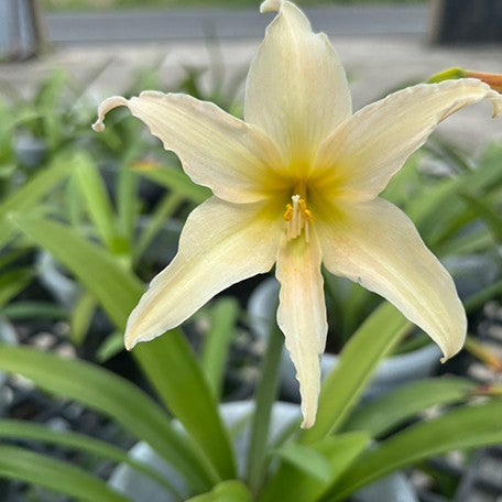 Hippeastrum evansiae bareroot *Preorder*