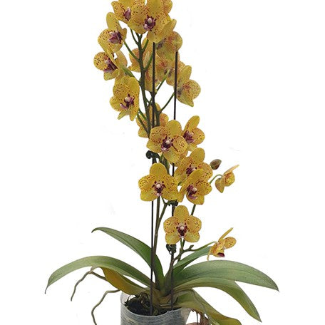 175133225371-Phal.%20Fangmei%20Green%20World%20%E8%8A%B12.jpg