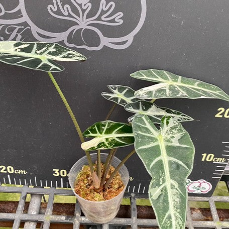 175193885946-Alocasia%20bambino%20variegated%20%E6%A4%8D%E6%A0%AA3''1.jpg