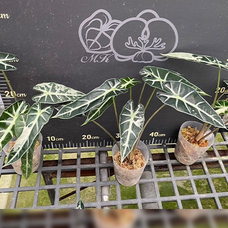 175193885956-Alocasia%20bambino%20variegated%20%E6%A4%8D%E6%A0%AA3''2.jpg