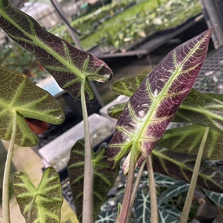 175194096550-Alocasia%20bambino%20variegated%20%E8%8A%B17.jpg