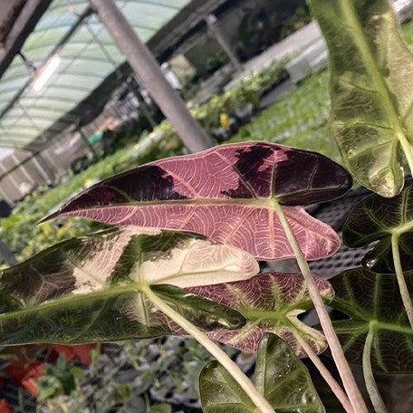 175194096574-Alocasia%20bambino%20variegated%20%E8%8A%B15.jpg