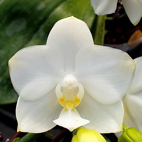 175383631754-Phal.%20Tzu%20Chiang%20Chrisna%20%E8%8A%B11.jpg