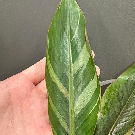 175550080810-Musa%20nono%20variegated%20%E6%A4%8D%E6%A0%AA3.5''%202.jpg