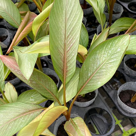 175550080815-Musa%20nono%20variegated%20%E6%A4%8D%E6%A0%AA3.5''%203.jpg