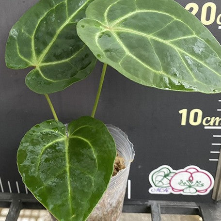 besseae anthurium Anthurium(RC X KOS) × Anthurium Besseae 3.0" *Preorder* 2-Pack Import ($48 ea.)