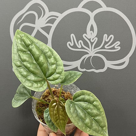 175636125540-Anthurium%20luxurians%20%E5%A5%A2%E8%8F%AF%E7%81%AB%E9%B6%B4%202.5''%E6%A4%8D%E6%A0%AA2.jpg