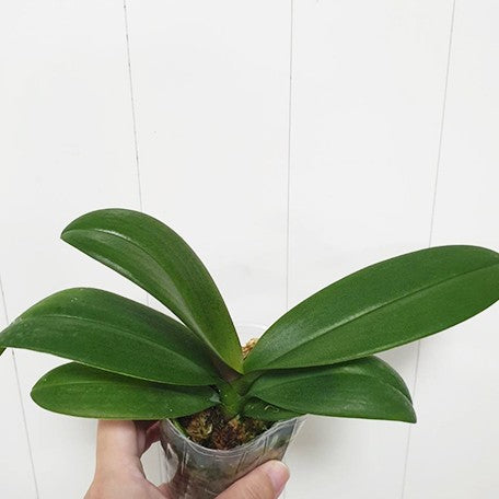 175947800389-Phal.%20Charming%20%20Lavender%20%20Gem%20%E6%A4%8D%E6%A0%AA2.5''%201.jpg