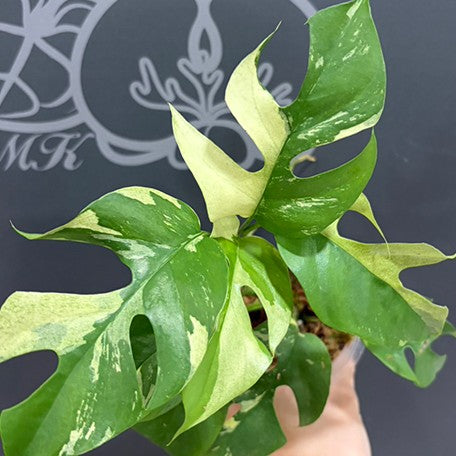 Rhaphidophora tetrasperma variegated 2.5