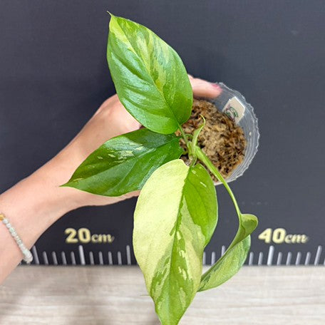 176069152362-Rhaphidophora%20tetrasperma%20variegated%20%E6%96%91%E8%91%89%E5%A7%AC%E9%BE%9C%20%E6%A4%8D%E6%A0%AA2.5''%202.jpg