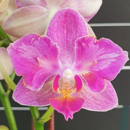 176182099391-Phal.%20Miki%20Pink%20Prism%20(peloric%20-%202%20eyes)%20%E8%8A%B11.jpg