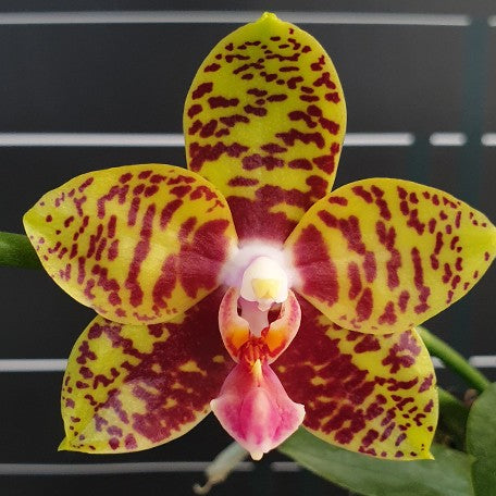 176189920078-Phal.%20Meidarland%20Nice%20Spots%20'Miro'%20%E8%8A%B11.jpg