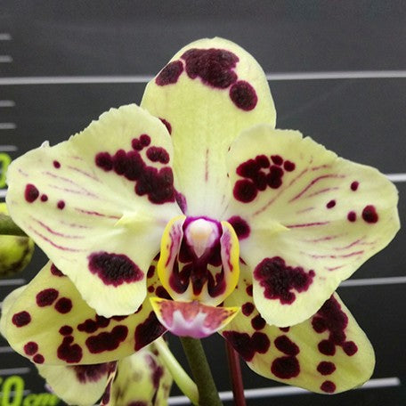176301322877-Phal.%20OX%20Sponge%20Bob%20'2%20eyes'%20%E6%B5%B7%E6%A3%89%E5%AF%B6%E5%AF%B6%20'%E5%85%A9%E7%9C%BC'%20%E8%8A%B11.jpg