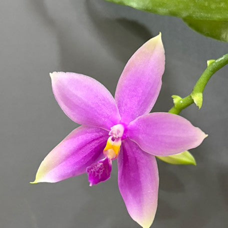 176302478837-Phal.%20bellina%20var.%20blue%20%C3%97%20tetraspis%20var.%20coffee%20%E7%BE%8E%E9%BA%97%E5%A8%9C%E8%97%8D%E8%AE%8A%E7%A8%AE%20%C3%97%20%E5%92%96%E5%95%A1%E9%90%B5%E7%88%AA%20%E8%8A%B14.jpg