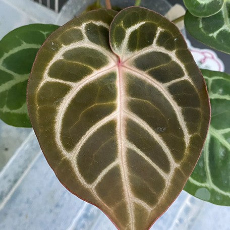 anthurium dorayaki x red crystallinum Anthurium Red Crystallinum × 'Dorayaki' 3.5" *Preorder*
