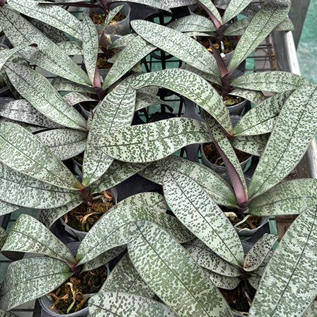 176431549351-Phal.%20schilleriana%20(silver%20leaves)%20%C3%97%20sib%20%E6%A4%8D%E6%A0%AA2.5''2.jpg
