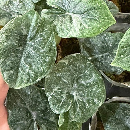 176431691562-Alocasia%20melo%20variegated%20%E6%A4%8D%E6%A0%AA2.5''1.jpg
