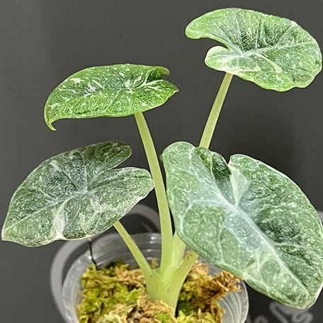 177000326099-Alocasia%20melo%20variegated%20%E8%8A%B11.jpg