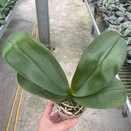 177201375882-Phal.%20Sentra%20%C3%97%20Black%20Eagle%20%E6%A4%8D%E6%A0%AA2.5''1.jpg