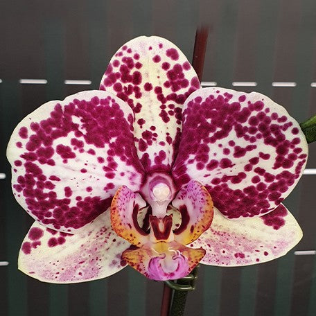177209003960-Phal.%20Miki%20Amber%20'Galaxy'%20%E8%8A%B11.jpg
