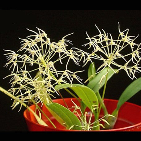 177275848885-Bulb.%20laxiflorum%20'Variegata'%20%20%E7%85%99%E7%81%AB%E8%B1%86%E8%98%AD'%E5%87%BA%E8%97%9D'%20%E8%8A%B11.jpg