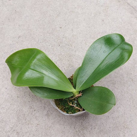 177305166357-Phal.%20Patti%20Lee%20'White%20Moonlight'%20%E6%A4%8D%E6%A0%AA2.5''1.jpg