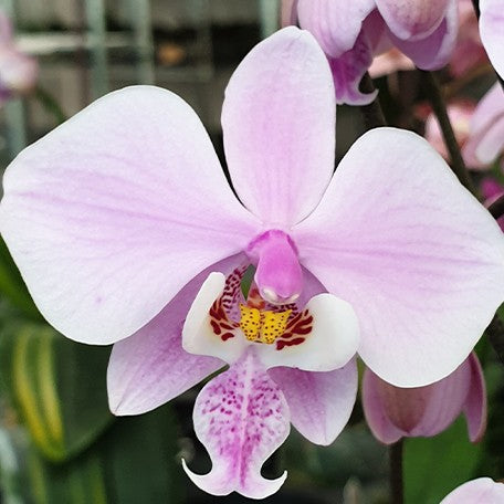 177362341631-Phal.%20schilleriana%20'TKB'%20%E8%8A%B11.jpg