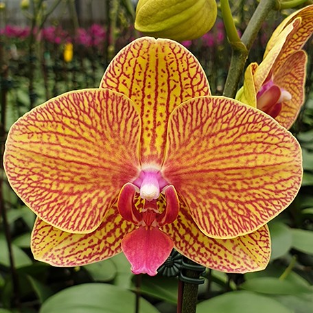 177389159367-Phal.%20KV%20Smile%20%E8%8A%B13.jpg