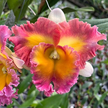 Rhyncholaeliocattleya Pegasus Fantasy 'Sanctuary' 3.5