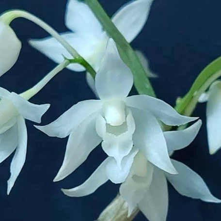 177553294615-Den.%20hercoglossum%20var.%20alba%20%E9%87%8D%E5%94%87%E7%9F%B3%E6%96%9B%E7%99%BD%E8%AE%8A%E7%A8%AE%20%E8%8A%B11.jpg