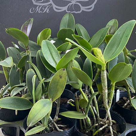 177805470489-C.%20YNS%20Green%20Leopard%20'Jade%20Dragon'%E6%A4%8D%E6%A0%AA%203.5''%201.jpg