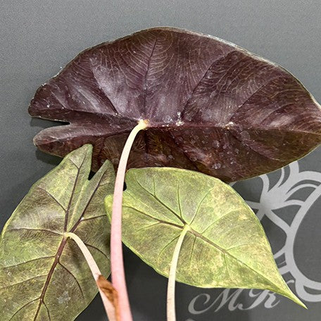 177863313645-Alocasia%20Pink%20Dragon%20aurea%20variegated%20%E6%96%91%E8%91%89%E7%B2%89%E7%B4%85%E9%BE%8D%E8%A7%80%E9%9F%B3%E8%93%AE%20%E6%A4%8D%E6%A0%AA2.5''%203.jpg