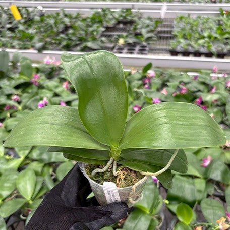178159986058-Phal.%20Miki%20Sabina%20'757'%20%C3%97%20violacea%20var.%20indigo%20blue%20%E6%A4%8D%E6%A0%AA2.5''1.jpg